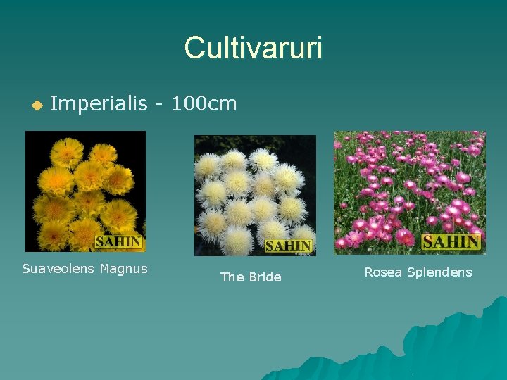 Cultivaruri u Imperialis - 100 cm Suaveolens Magnus The Bride Rosea Splendens 