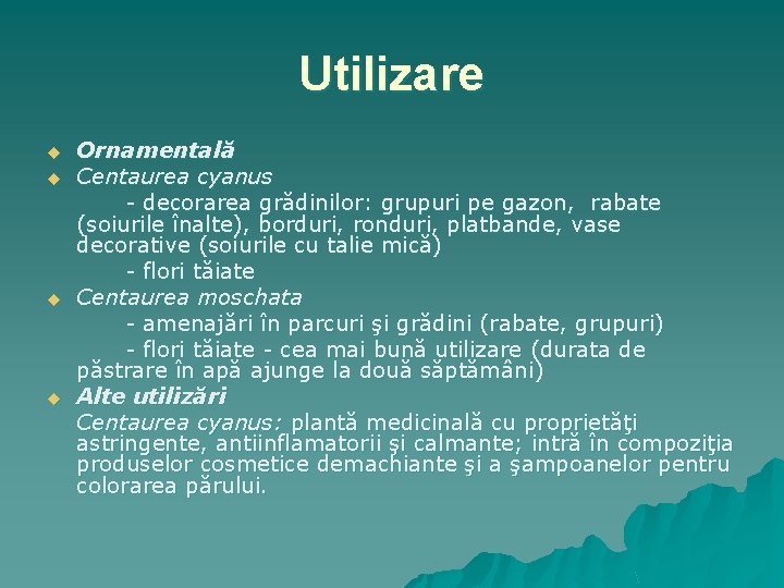 Utilizare u u Ornamentală Centaurea cyanus - decorarea grădinilor: grupuri pe gazon, rabate (soiurile