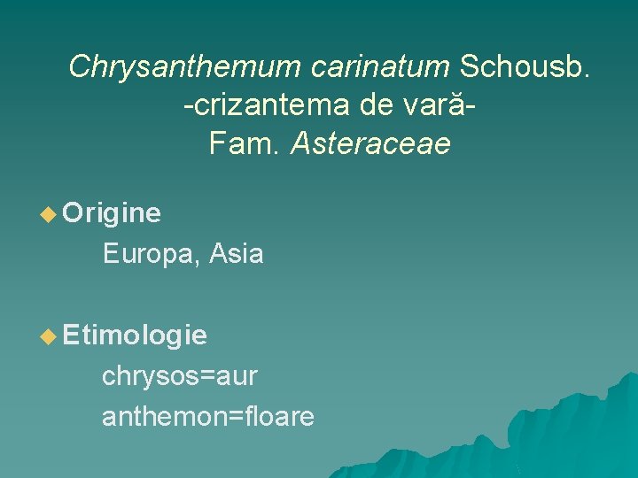 Chrysanthemum carinatum Schousb. -crizantema de varăFam. Asteraceae u Origine Europa, Asia u Etimologie chrysos=aur