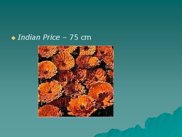 u Indian Price – 75 cm 