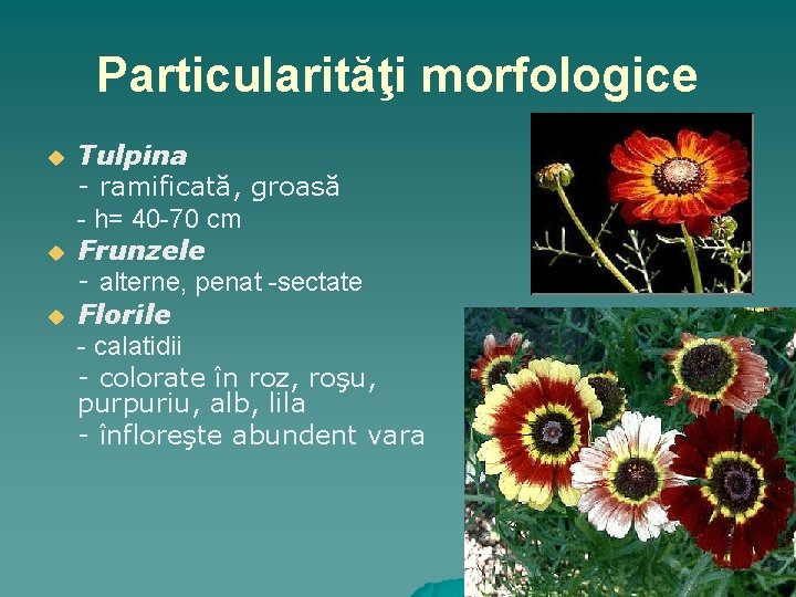 Particularităţi morfologice u u u Tulpina - ramificată, groasă - h= 40 -70 cm