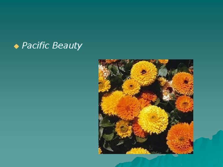 u Pacific Beauty 
