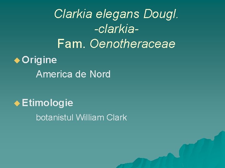 Clarkia elegans Dougl. -clarkia. Fam. Oenotheraceae u Origine America de Nord u Etimologie botanistul