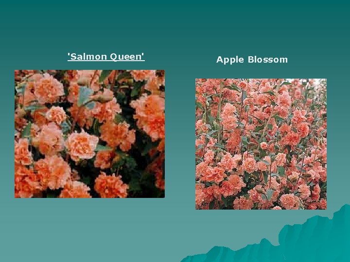 'Salmon Queen' Apple Blossom 