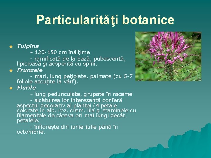 Particularităţi botanice u u u Tulpina - 120 -150 cm înălţime - ramificată de