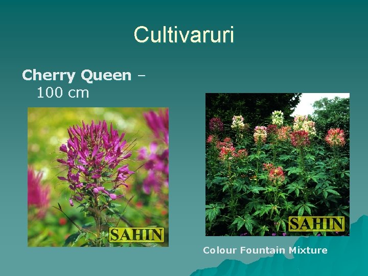 Cultivaruri Cherry Queen – 100 cm Colour Fountain Mixture 