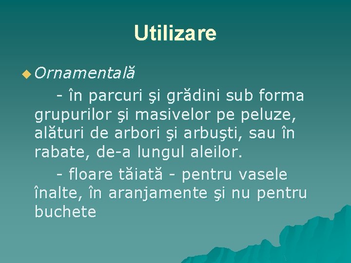 Utilizare u Ornamentală - în parcuri şi grădini sub forma grupurilor şi masivelor pe