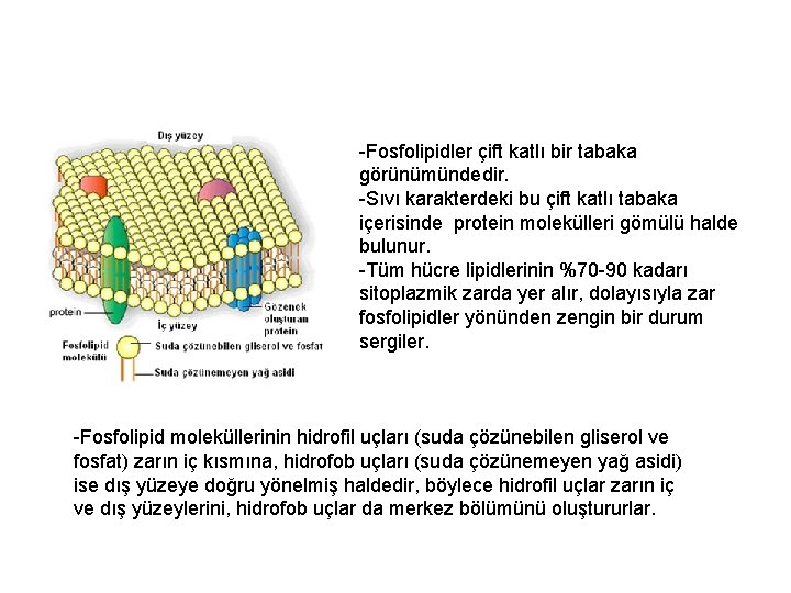 -Fosfolipidler çift katlı bir tabaka görünümündedir. -Sıvı karakterdeki bu çift katlı tabaka içerisinde protein