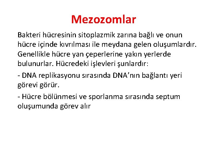 Mezozomlar Bakteri hücresinin sitoplazmik zarına bağlı ve onun hücre içinde kıvrılması ile meydana gelen