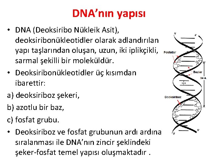 DNA’nın yapısı • DNA (Deoksiribo Nükleik Asit), deoksiribonükleotidler olarak adlandırılan yapı taşlarından oluşan, uzun,