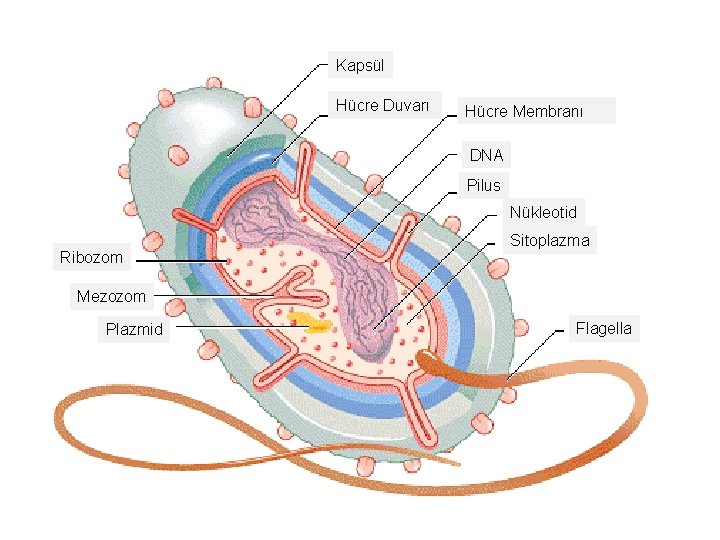 Kapsül Hücre Duvarı Hücre Membranı DNA Pilus Nükleotid Ribozom Sitoplazma Mezozom Plazmid Flagella 