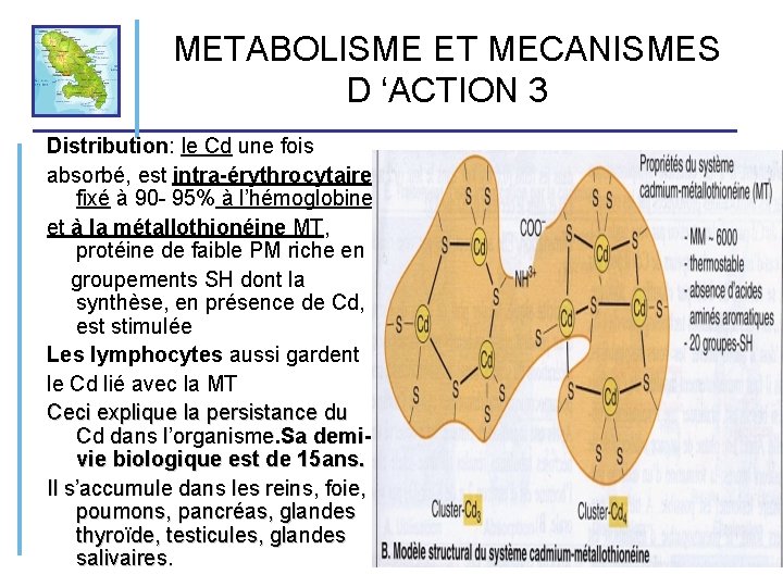 METABOLISME ET MECANISMES D ‘ACTION 3 Distribution: le Cd une fois absorbé, est intra-érythrocytaire