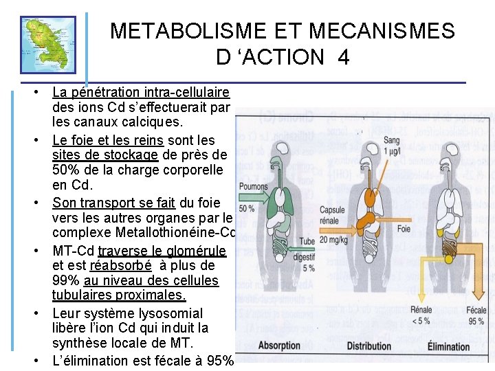 METABOLISME ET MECANISMES D ‘ACTION 4 • La pénétration intra-cellulaire des ions Cd s’effectuerait