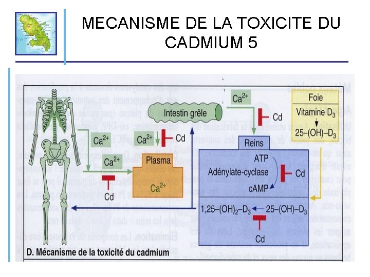 MECANISME DE LA TOXICITE DU CADMIUM 5 