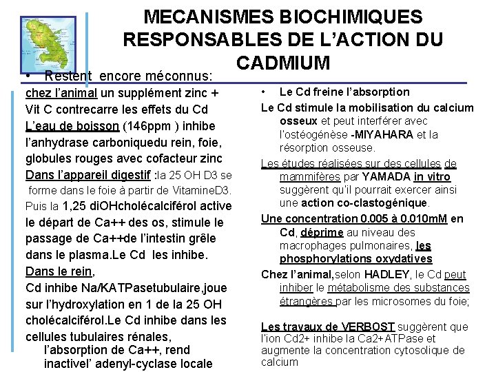 MECANISMES BIOCHIMIQUES RESPONSABLES DE L’ACTION DU CADMIUM • Restent encore méconnus: chez l’animal un