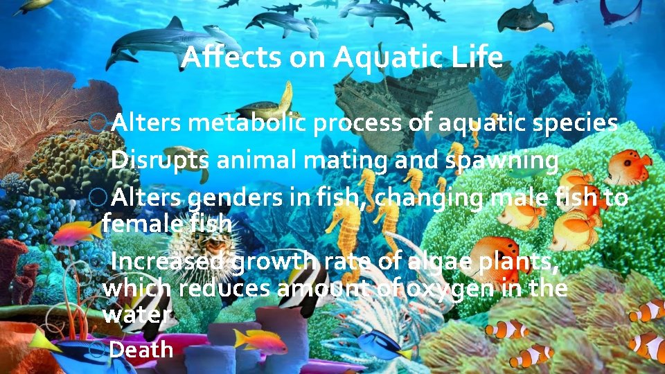 Affects on Aquatic Life o. Alters metabolic process of aquatic species o. Disrupts animal