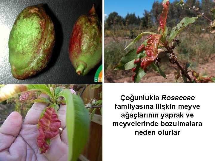 Çoğunlukla Rosaceae familyasına ilişkin meyve ağaçlarının yaprak ve meyvelerinde bozulmalara neden olurlar 
