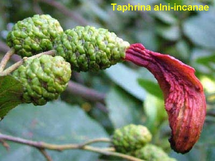 Taphrina alni-incanae 