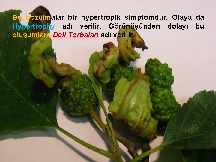 Bu bozulmalar bir hypertropik simptomdur. Olaya da Hypertrophy adı verilir. Görünüşünden dolayı bu oluşumlara