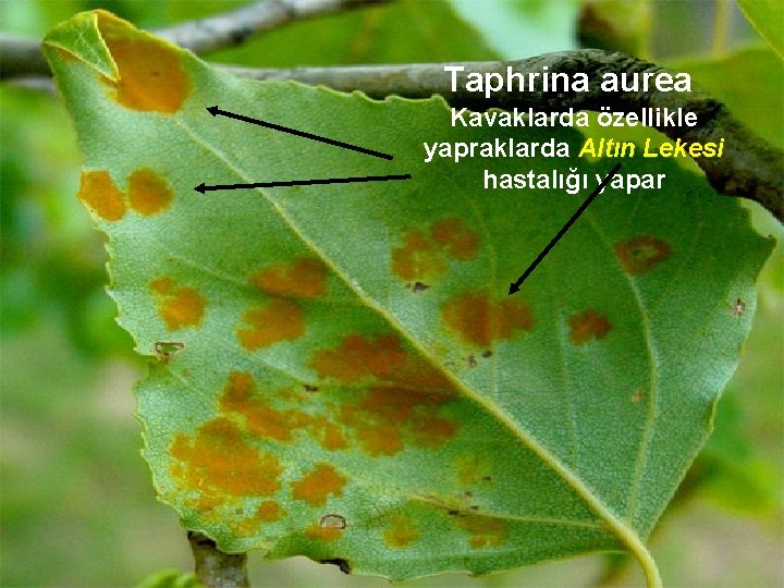 Taphrina aurea Kavaklarda özellikle yapraklarda Altın Lekesi hastalığı yapar 