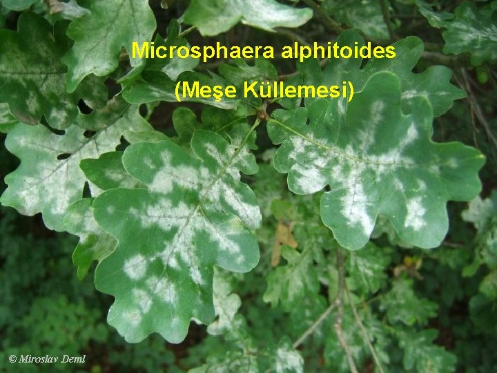 Microsphaera alphitoides (Meşe Küllemesi) 