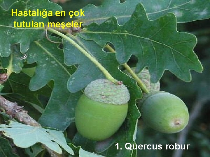 Hastalığa en çok tutulan meşeler 1. Quercus robur 