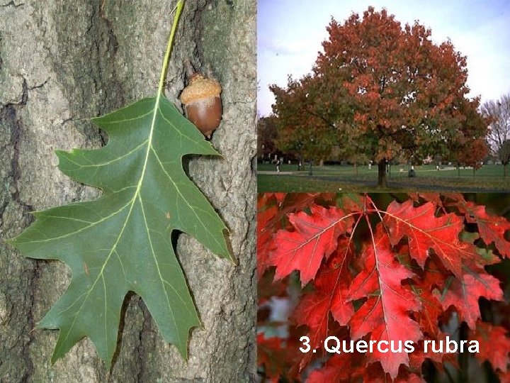 3. Quercus rubra 