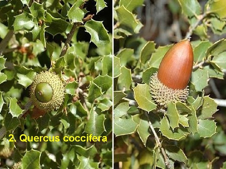 2. Quercus coccifera 