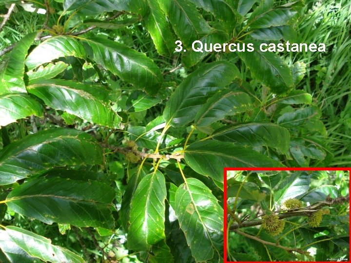 3. Quercus castanea 