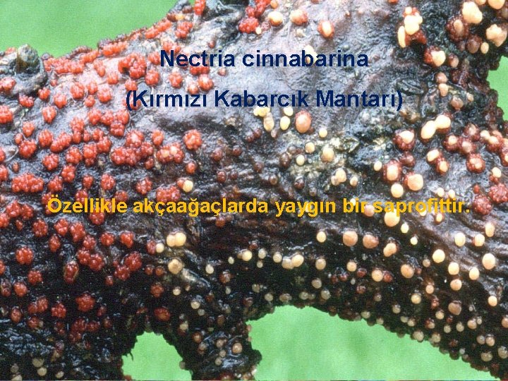Nectria cinnabarina (Kırmızı Kabarcık Mantarı) Özellikle akçaağaçlarda yaygın bir saprofittir. 