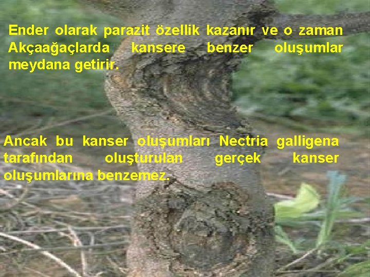 Ender olarak parazit özellik kazanır ve o zaman Akçaağaçlarda kansere benzer oluşumlar meydana getirir.