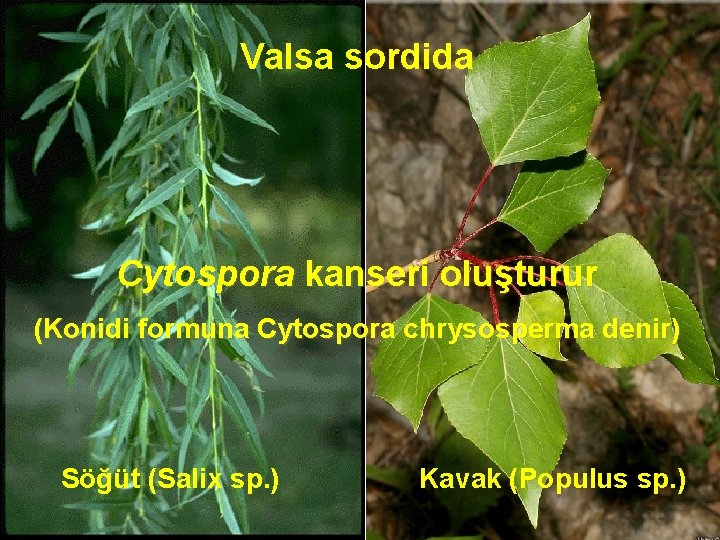 Valsa sordida Cytospora kanseri oluşturur (Konidi formuna Cytospora chrysosperma denir) Söğüt (Salix sp. )