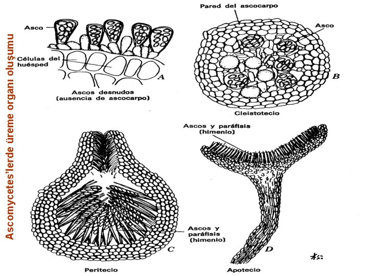 Ascomycetes’lerde üreme organı oluşumu 