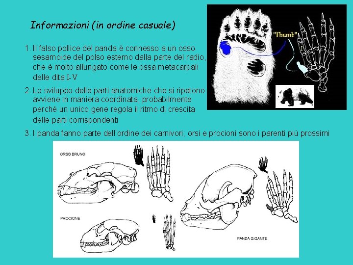 Informazioni (in ordine casuale) 1. Il falso pollice del panda è connesso a un