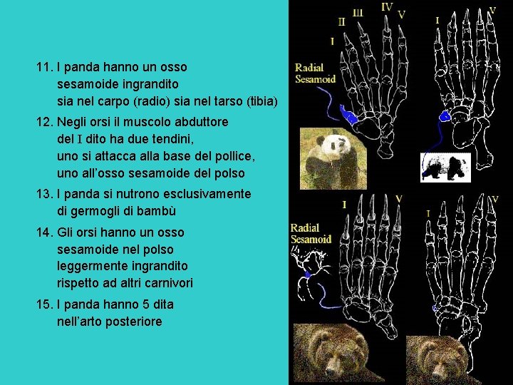11. I panda hanno un osso sesamoide ingrandito sia nel carpo (radio) sia nel