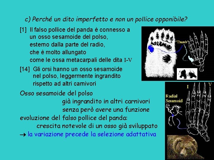 c) Perché un dito imperfetto e non un pollice opponibile? [1] Il falso pollice