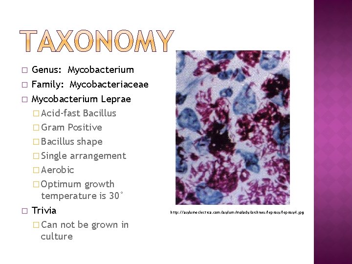 � � Genus: Mycobacterium Family: Mycobacteriaceae Mycobacterium Leprae � Acid-fast Bacillus � Gram Positive