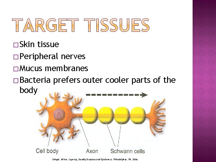 � Skin tissue � Peripheral nerves � Mucus membranes � Bacteria prefers outer cooler