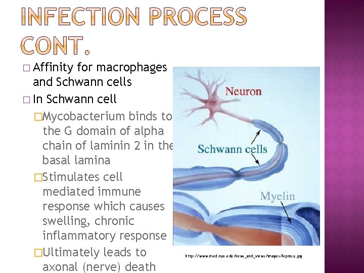 � Affinity for macrophages and Schwann cells � In Schwann cell �Mycobacterium binds to