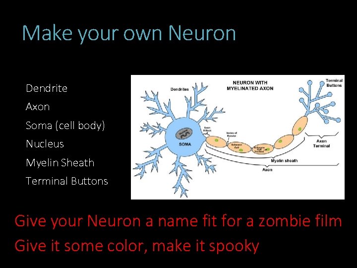 Make your own Neuron Dendrite Axon Soma (cell body) Nucleus Myelin Sheath Terminal Buttons