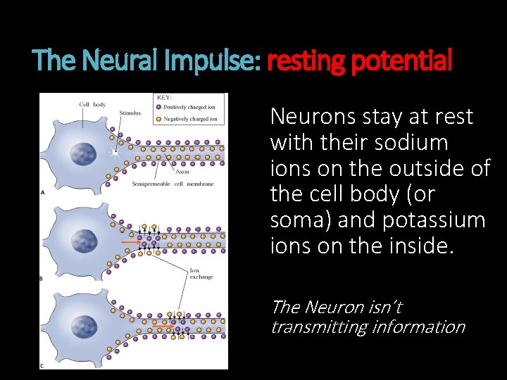 The Neural Impulse: resting potential Neurons stay at rest with their sodium ions on