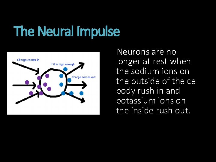 The Neural Impulse Neurons are no longer at rest when the sodium ions on