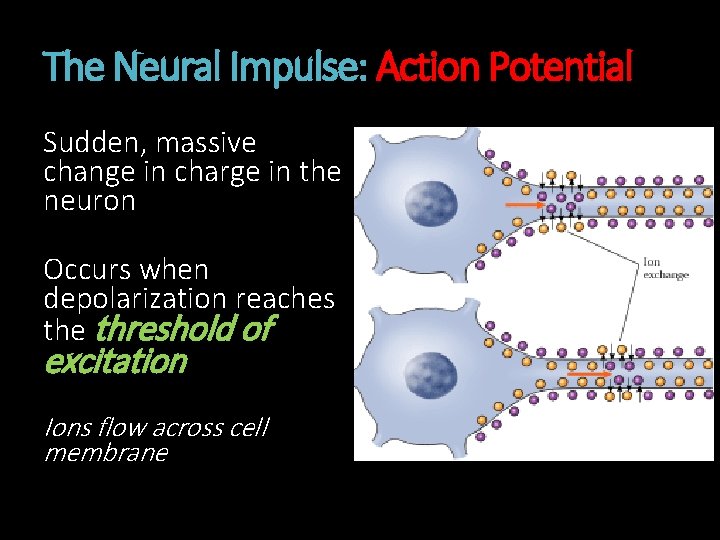 The Neural Impulse: Action Potential Sudden, massive change in charge in the neuron Occurs