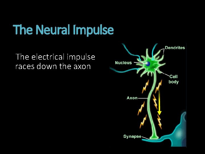 The Neural Impulse The electrical impulse races down the axon 