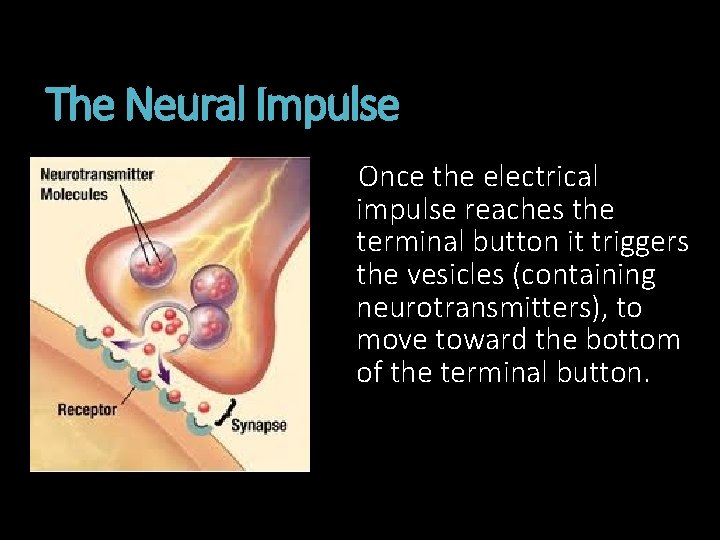 The Neural Impulse Once the electrical impulse reaches the terminal button it triggers the