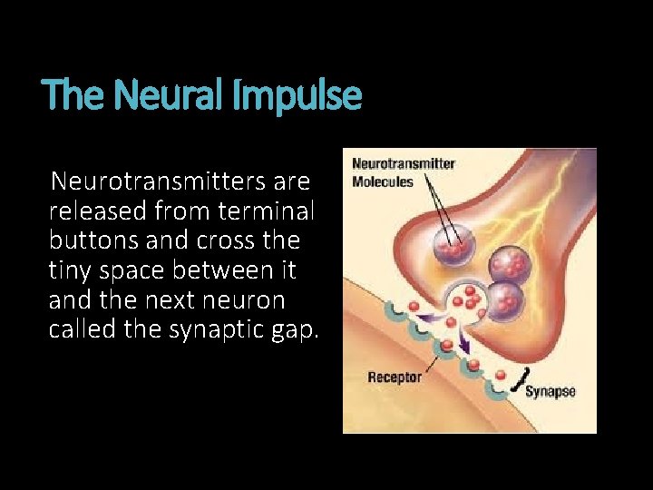 The Neural Impulse Neurotransmitters are released from terminal buttons and cross the tiny space