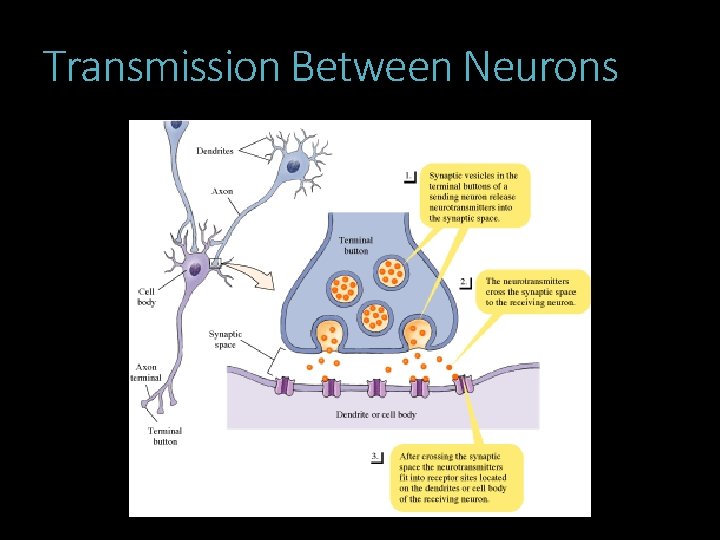 Transmission Between Neurons 