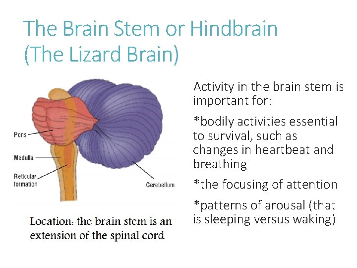 The Brain Stem or Hindbrain (The Lizard Brain) Activity in the brain stem is