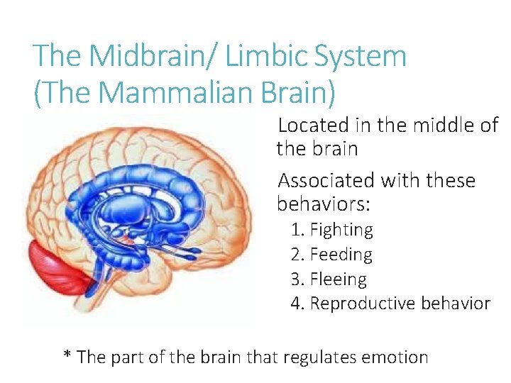 The Midbrain/ Limbic System (The Mammalian Brain) Located in the middle of the brain