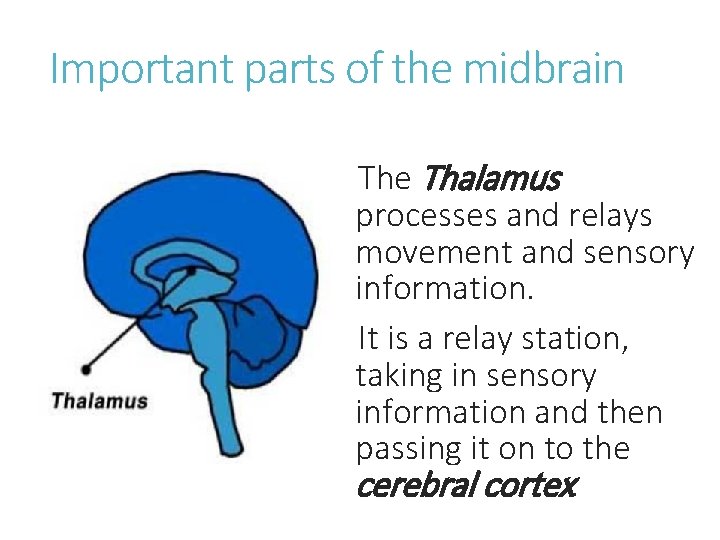 Important parts of the midbrain The Thalamus processes and relays movement and sensory information.